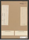 Bacillaria praelongata (Cleve) D.T. (de-Toni-Nr.: Genus 46, Species 1904) Zeichnungen Sammlung Grunow Nr. 3933 (NHMW-BOT-W0371675)